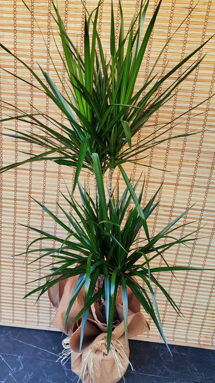 Yucca Marginata 2 Köklü