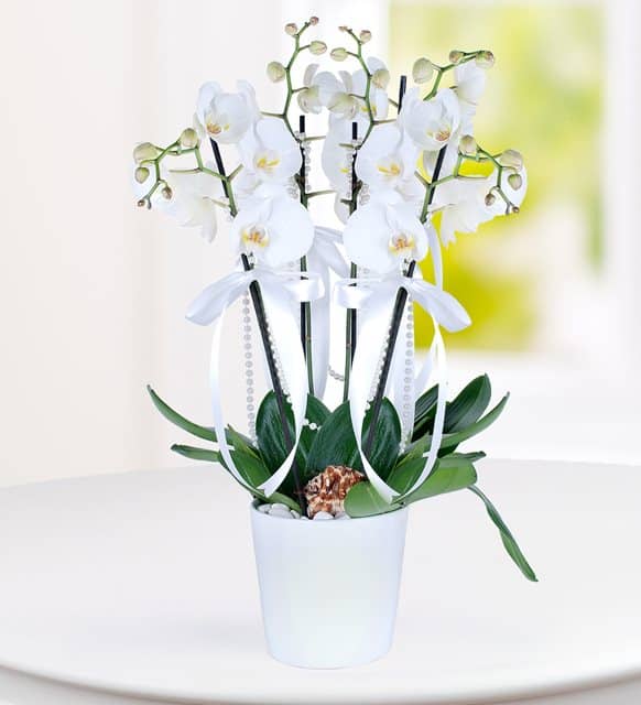 4 Dal Beyaz Phalaenopsis Orkide