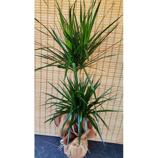 Yucca Marginata 2 Köklü