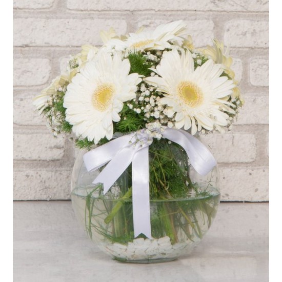 Beyaz Güneş Gerberalar