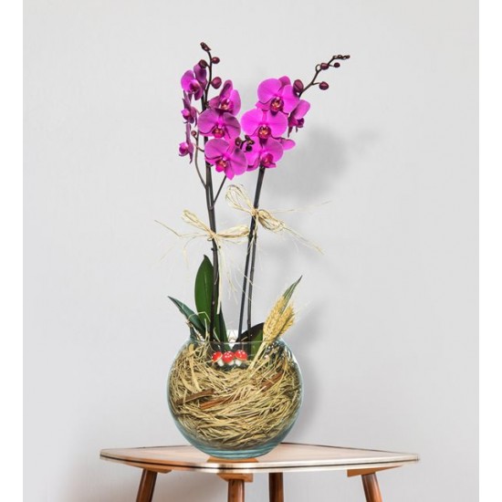 Fanusta 2 Dal Mor Orkide 