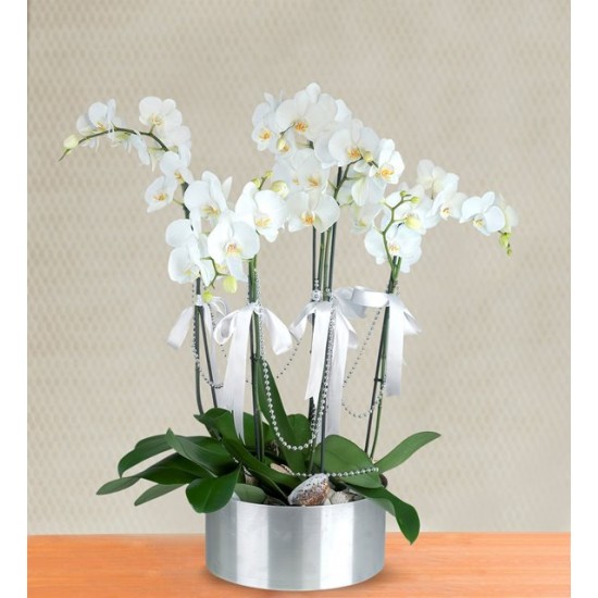 5 Dal Beyaz Orkide Aranjmanı
