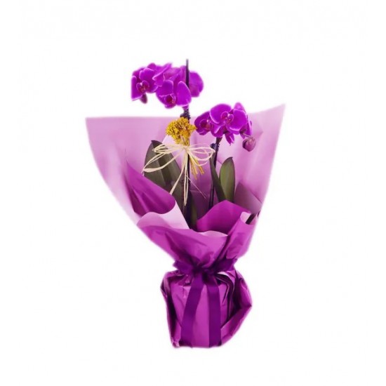 2 Dal Mor Orkide Prenses Tasarım