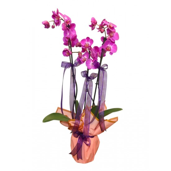 3 Dal Mor Orkide