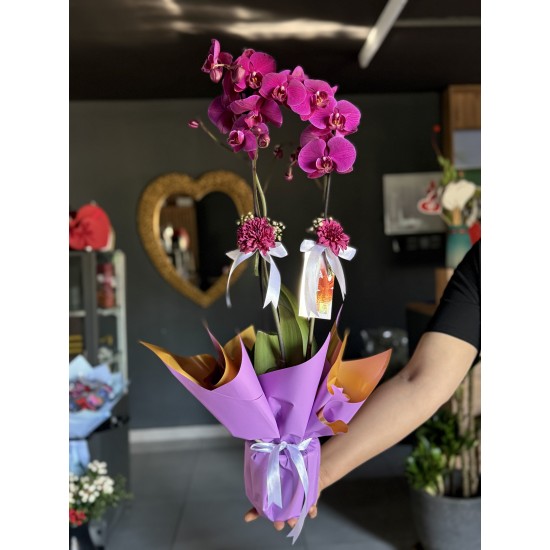 2 Dal Mor Orkide - Vip Tasarım