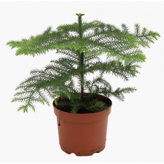 Arokarya Küçük Boy