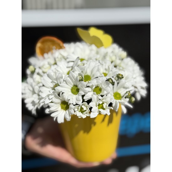 Sarı Saksıda Bahar Neşesi 