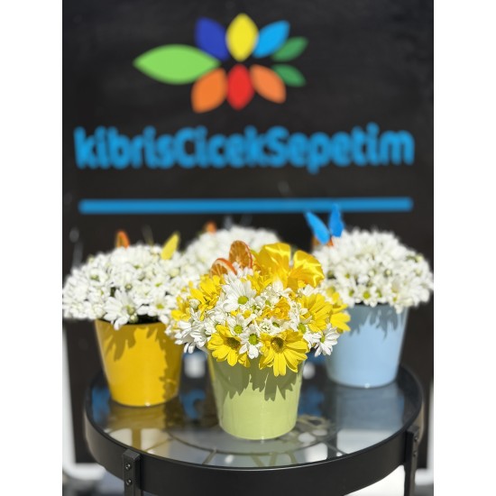 Krem Saksıda Bahar Neşesi 