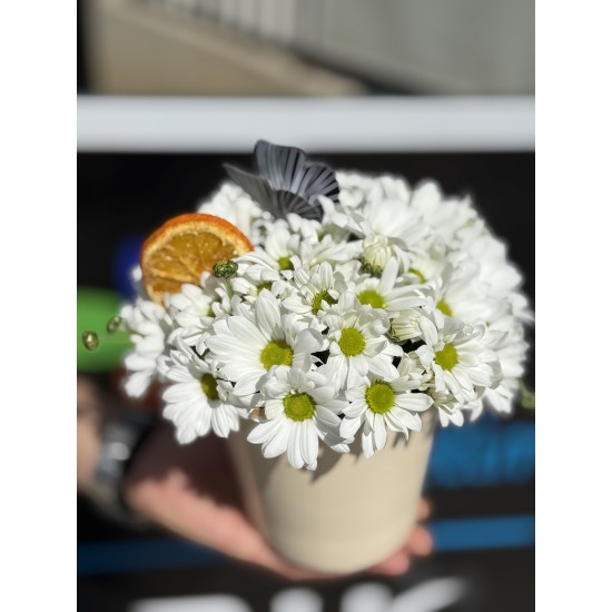 Krem Saksıda Bahar Neşesi 