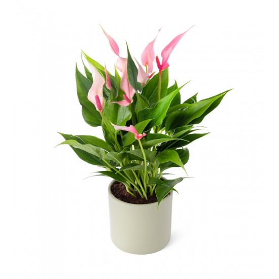 Antoryum Pembe Küçük Boy 