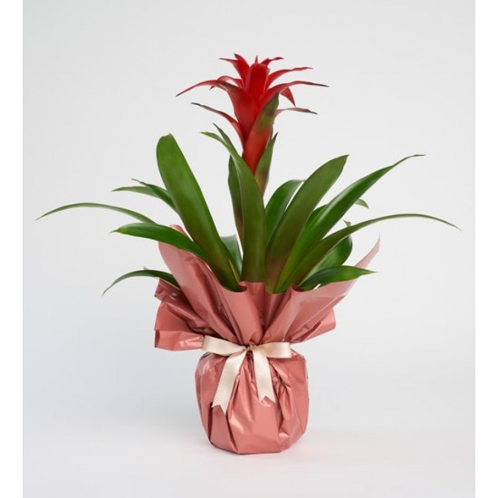 Guzmania 