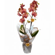 2 Dal Ateş Rengi Orkide 