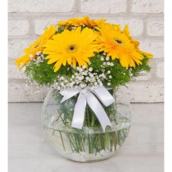 Bahar Büyüsü Sarı Gerberalar 