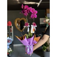 2 Dal Mor Orkide - Vip Tasarım