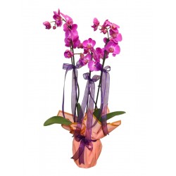 3 Dal Mor Orkide