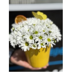 Sarı Saksıda Bahar Neşesi 