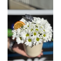 Krem Saksıda Bahar Neşesi 