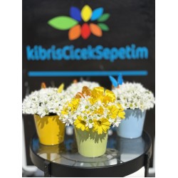 Krem Saksıda Bahar Neşesi 