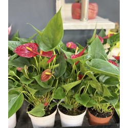 Antoryum Küçük Boy 