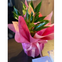 Antoryum Pembe Küçük Boy 