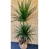 Yucca Marginata 2 Köklü