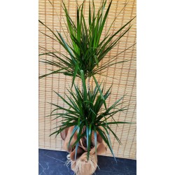 Yucca Marginata 2 Köklü