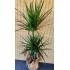 Yucca Marginata 2 Köklü