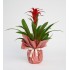Guzmania 