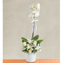 Su Perisi Orkide Lilyum ve 3 Beyaz Gül Aranjmanı