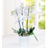 3 Dal Phalaenopsis Orkide