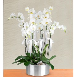 7 Dal Beyaz Orkide Aranjmanı