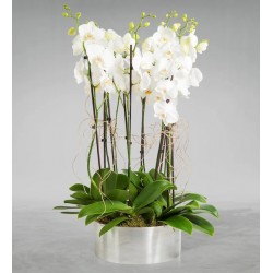 Mercedario 10 Dal Beyaz Orkide