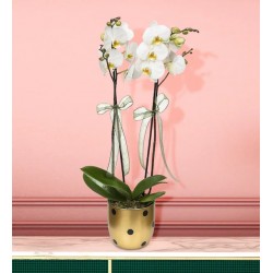 Puantiyeli Vazoda 2 Dal Beyaz Orkide