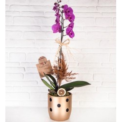 ViaBonte-Golden Fountain Orchid