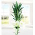 Yucca Dracena 2 Köklü